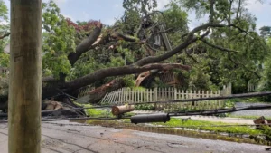 Downed Trees