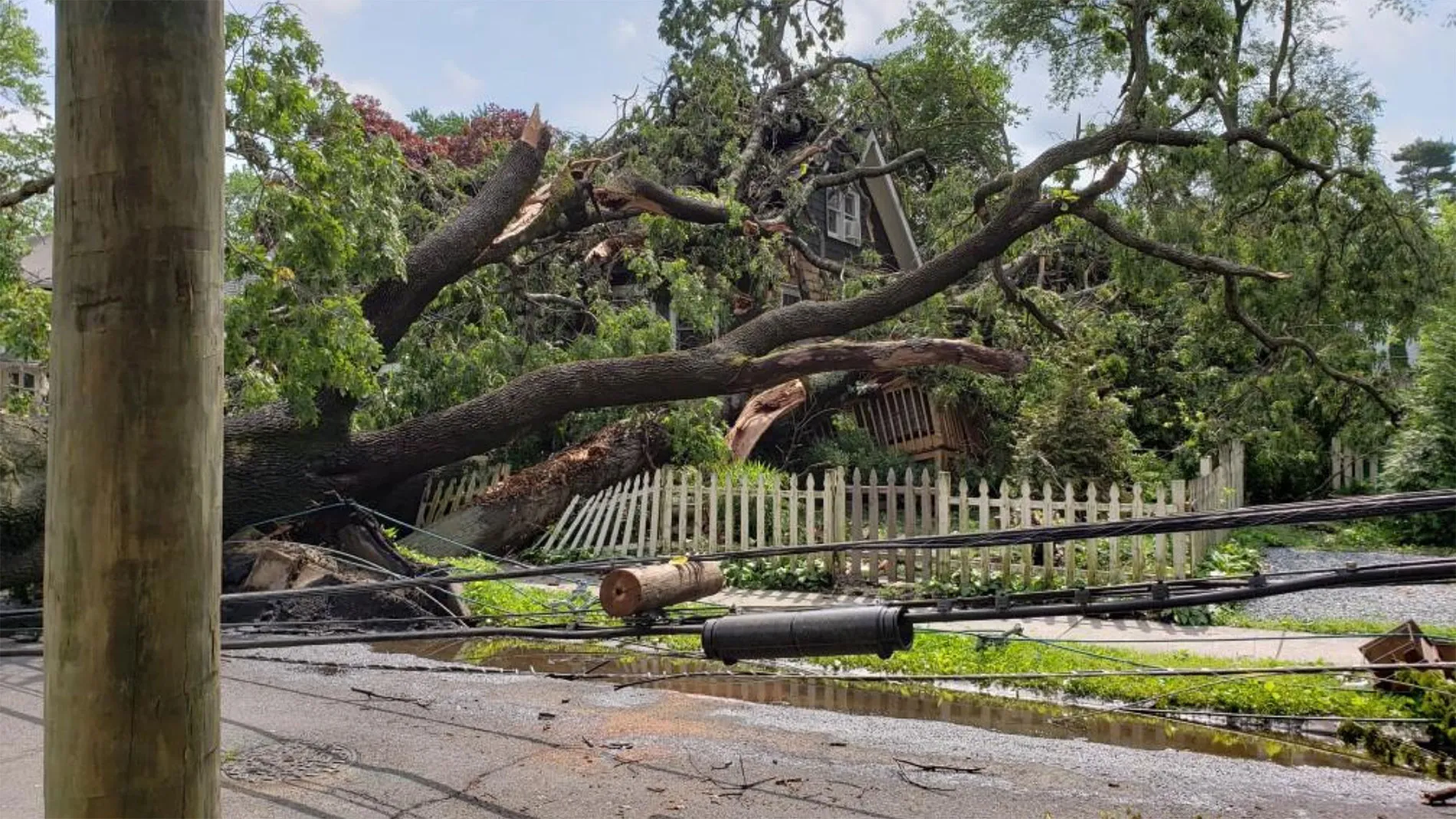 Downed Trees